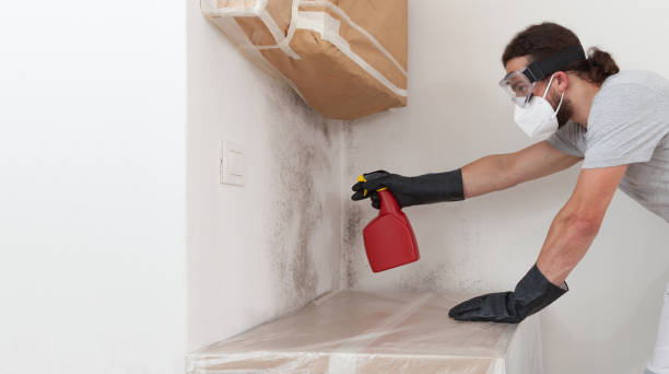 Professional Black Mold Removal technician working in Aurora, MN