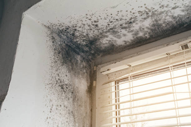 Trusted Basement Mold Remediation service in Aurora, MN - Cheap Mold Removal